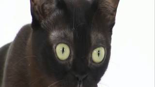 Burmese Cats 101 Animal Planet [upl. by Stimson]