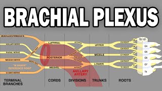 THE BRACHIAL PLEXUS AND UPPER LIMB INNERVATION [upl. by Platto]