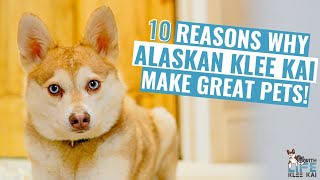 Alaskan Klee Kai vs Mini Husky Whats The Difference How Are They Similar [upl. by Devan]