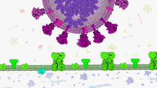 Viral Cell Entry of the SARSCoV2 virus  NanoBiology Course 2020  Tuesday Group [upl. by Stacey]