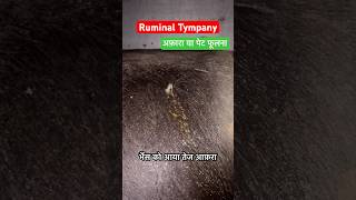 Ruminal Tympany  आफ़रा  पेट फूलना tympany aafra shorts vet treatment buffalo vetagrogyan [upl. by Safier]