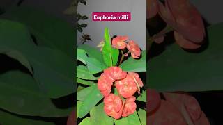 Euphorbia milli flowering care euphorbiamilli cactus gardenplants plantlover shorts [upl. by Nnylkoorb650]