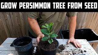 Grow Persimmon Tree From Seed [upl. by Hildagard730]