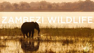 Wild Namibia  Zambezi Wildlife [upl. by Yonit]