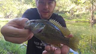 Fishing An ULTRA Clear River In The Late Morning Fantastic MultiSpecies Action [upl. by Garges771]