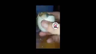 Crack Peel Duck embryo Balut [upl. by Dlarej165]