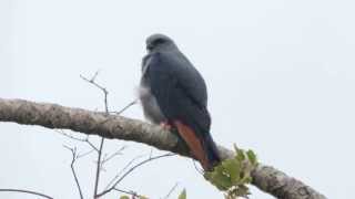 Aves Rapaces de Colombia  Aguilas y Halcones colombianos  Fauna Colombia [upl. by Nehgem37]