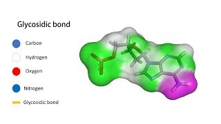 Glycosidic Bond in Nucleic Acids [upl. by Euphemie]