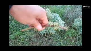 زراعة الشويلاء أو الشيبة من العقل growing Wormwood from cutting [upl. by Arlee]