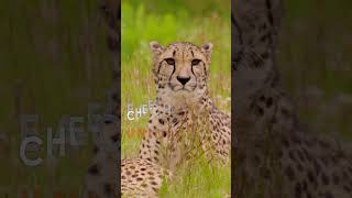 The Cheetahs Just Facts shorts [upl. by Anirbas]