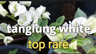 Grabe Super Ganda White Tanglung Bougainvillea toprarebougainvillea [upl. by Sharline92]