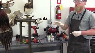 Flying Pheasant Complete Taxidermy Course step by step  14 Injecting Legs [upl. by Noby]