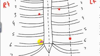 surface anatomy of heart DR SAMEH GHAZY [upl. by Rayburn]