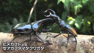 カブトVSクワガタ Rhino beetle VS Stag beetle Part1 [upl. by Akimehs]