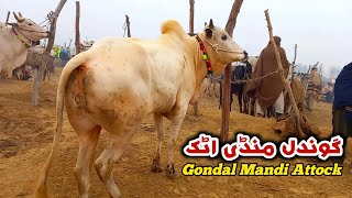 Gondal Mandi Attock Update January 2024  Fatehjangi Desi Bulls [upl. by Gordan621]