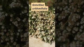 Grevillea crithmifolia [upl. by Nove]