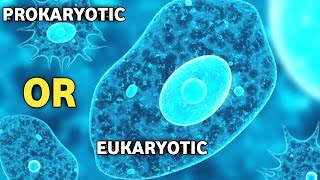 Is Amoeba Prokaryotic OR Eukaryotic Cell [upl. by Ydnic]