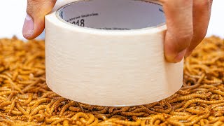 Can Mealworms Eat MASKING TAPE 4K [upl. by Onofredo347]