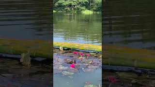 Lotus at DagatDagatan Campsite amp Eco Adventure Tanay Rizal Philippines [upl. by Rafaj]