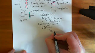 Clathrin Mediated Endocytosis and The Endocytic Pathway Part 1 [upl. by Hoseia]