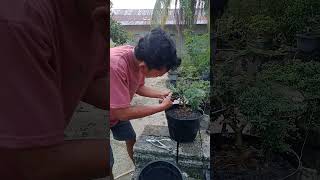 Calon themax flowers bonsai [upl. by Hamer]