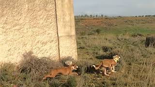 Cazando conejos con podencos los Perjuicillos [upl. by Emolas]