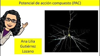 6 Potencial de Acción Compuesto PAC [upl. by Nanor]