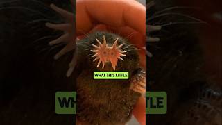 The StarNosed Mole Nature’s Weirdest Superhero 🐾 shorts wildlifefacts [upl. by Sila]