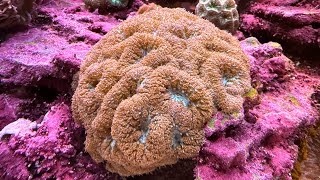 Experience Blastomussa Coral Care [upl. by Barry]