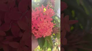 Flower lover youtubeshort shortvideo bloggging goviral subscribe [upl. by Attenrad615]