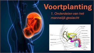 Voortplanting 1 Mannelijk geslacht [upl. by Sivia]