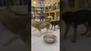 Furbo Surprising Footage Found [upl. by Ahsinaj133]