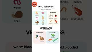 Invertebrates and Vertebrates Animal Names in English for kids kids vertebrates [upl. by Ytsihc]