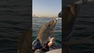 Fish on in Dubai 🇦🇪 during feeding frenzy [upl. by Yaron27]