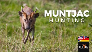 Muntjac Hunting  Hunt On Demand [upl. by Naujuj]