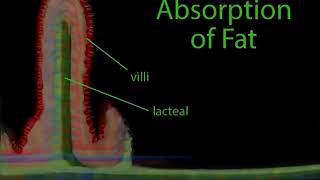 Lacteals absorption of fat and terminology chyle explained [upl. by Samoht]