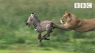 Lioness chases Zebra  Natures Great Events  BBC One [upl. by Leuqer73]