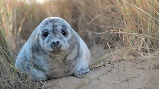 Vital Eyes  Winterton Coastwatch  Seals amp other visitors [upl. by Inilahs274]