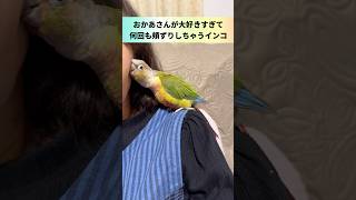 お母さんが好き過ぎて頬ずりしまくるウロコインコきィちゃん [upl. by Yup705]