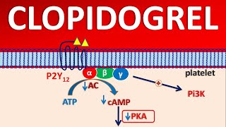 Clopidogrel PLAVIX  Mechanism side effects precautions amp uses [upl. by Pelletier]