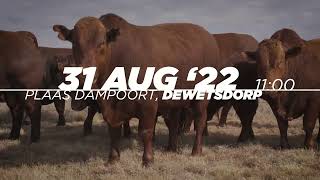 Save the date Dampoort amp Westbourn Bonsmara auction 31 August 2022 [upl. by Peta]