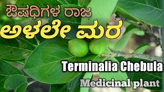 ಅಳಲೇ Chebulic Myrobalan Terminalia Chebula [upl. by Meil]