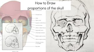 How to Draw skull  Proportions  drawing tutorial [upl. by Jamill]