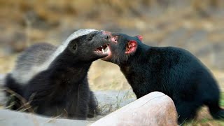 Tasmanian Devil VS The Honey Badger [upl. by Geerts]