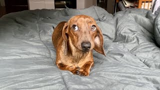 Mini dachshund doesnt do mornings [upl. by Gombach]