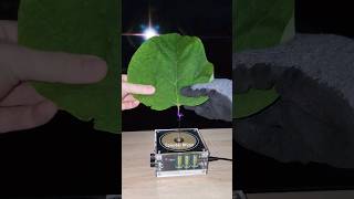 🍃 Music Tesla Coil experiment leaf shorts [upl. by Sedruol]