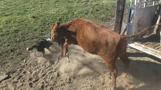 Loading cows with Satus Mattie Utah and Bear [upl. by Demmahum]