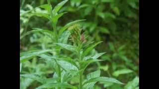 Plant portrait  Cardinal flower Lobelia cardinalis [upl. by Harolda449]