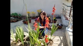 Gladiolus Flower Plant Care and Tips [upl. by Seem786]