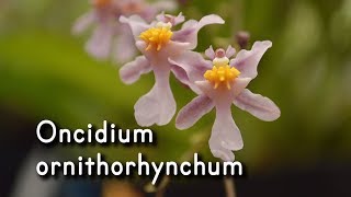 Orquídea Oncidium ornithorhynchum [upl. by Geof]